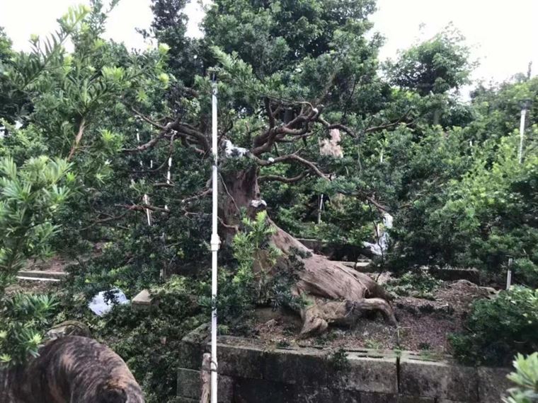 北海罗汉松苗农的致富经