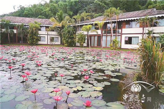 印度红睡莲花开正艳推广应用前景广阔