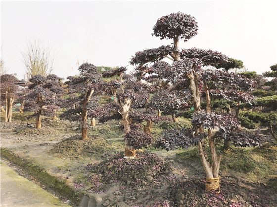 300多亩地，年销售额2000万元他种的是什么？