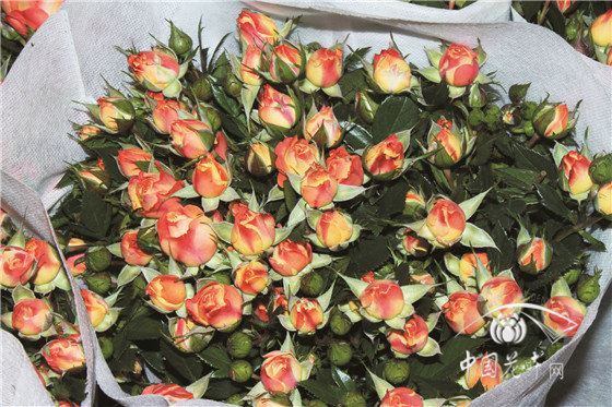 云南花价上涨品质难如意