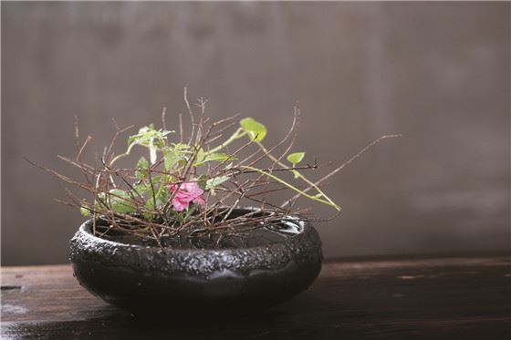 【采薇专栏】 一茶一花一时光 