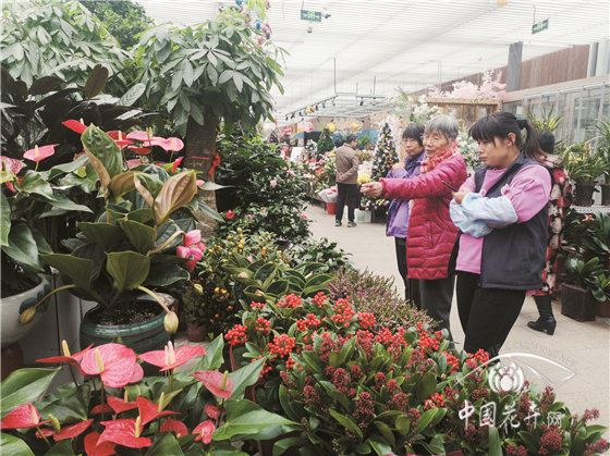 北京进入“年宵时间”各类花卉陆续进场 