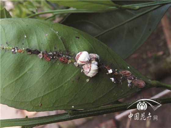 如何防治银毛吹绵蚧 