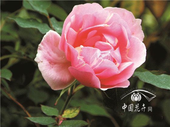 “现代月季”:世界文明的结晶 （上） 