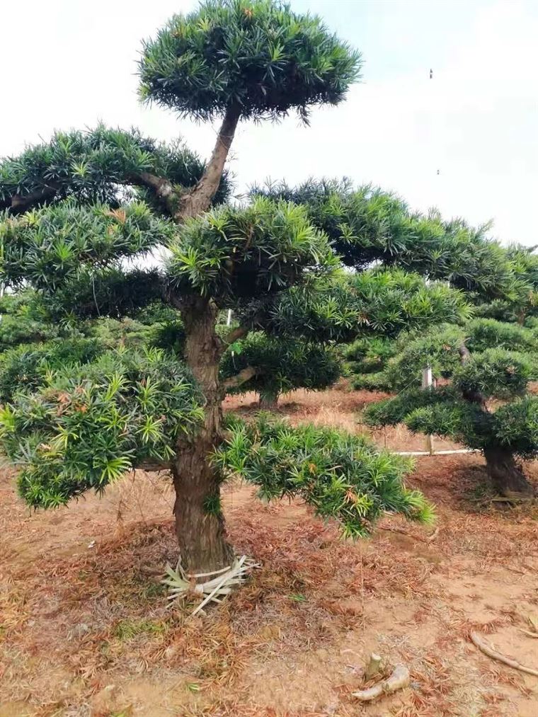 北海罗汉松苗农的致富经