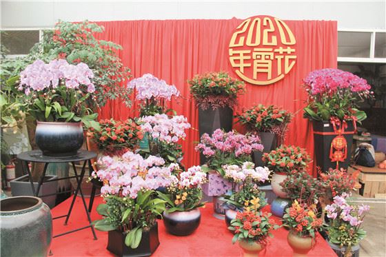 夏溪花木市场2020年年宵花“大戏”即将开演 
