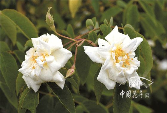 “现代月季”:世界文明的结晶 （上） 
