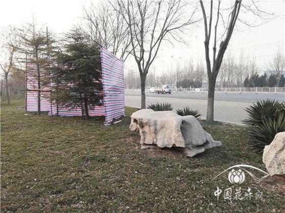 雪松冬季亦需防寒 