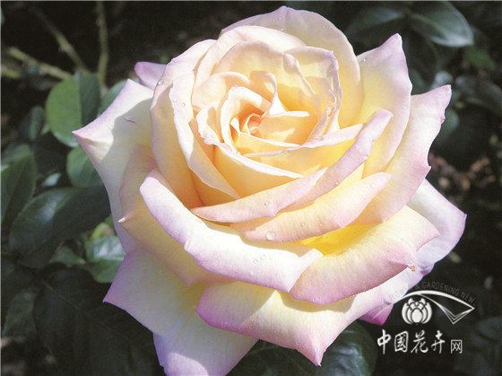 “现代月季”:世界文明的结晶 （下）