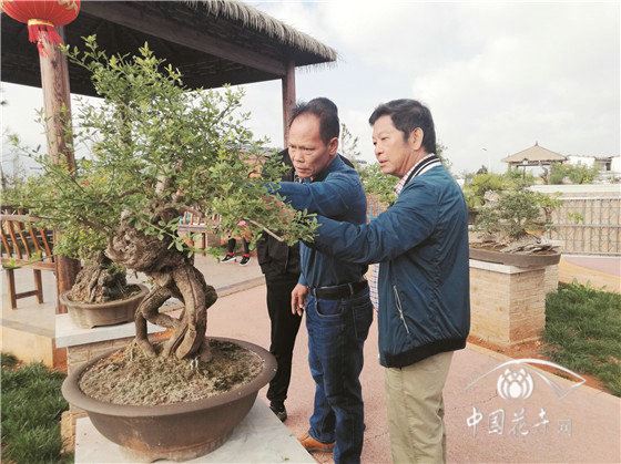 云南通海: 3000盆景入驻秀麓盆景园 