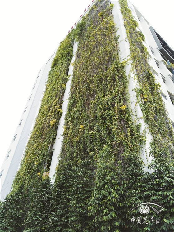中高层建筑外墙体轻型绿化将成为我国城市建设的新景观（下） 