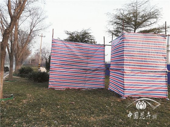 雪松冬季亦需防寒 