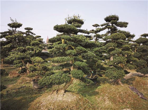 300多亩地，年销售额2000万元他种的是什么？
