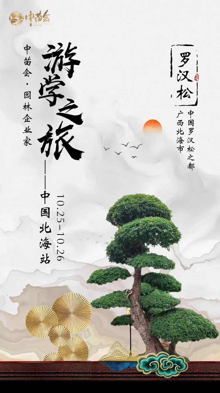 北海罗汉松苗农的致富经