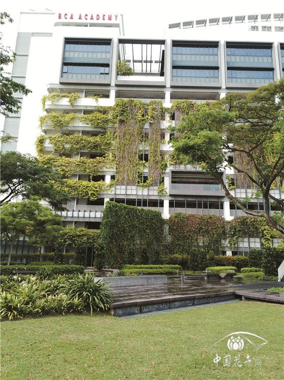中高层建筑外墙体轻型绿化将成为我国城市建设的新景观（下） 