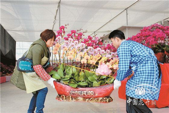 广东南海花卉博览园人气火暴300万株蝴蝶兰投放年宵花市场 