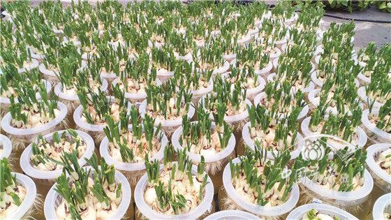 漳州水仙前路荆棘 