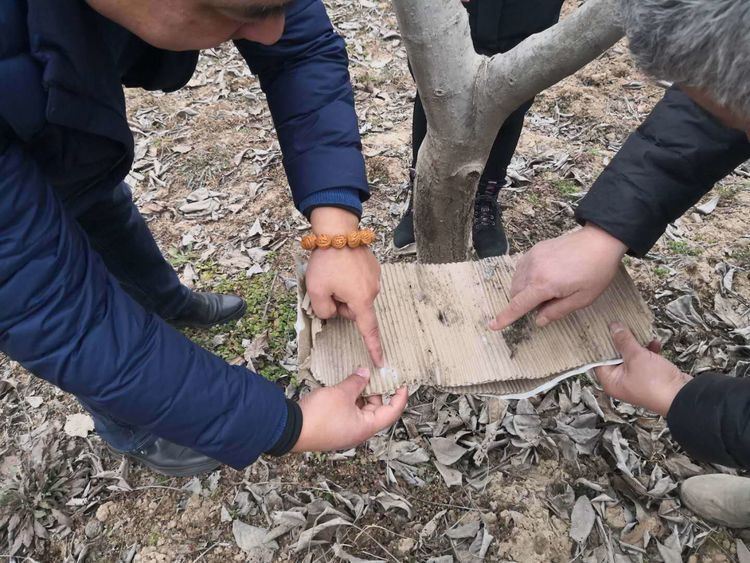 新年新征程，整装蓄势再出发——西安市临潼区林业局林业工作站迅速开启新一年工作