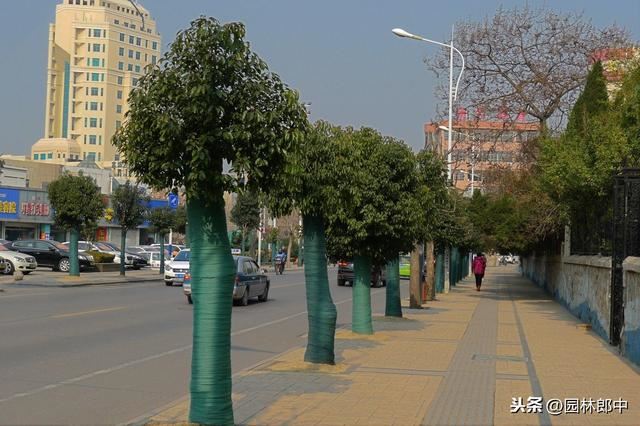 为什么北方种植香樟树容易发生冻害？冻害后又该如何进行复壮？