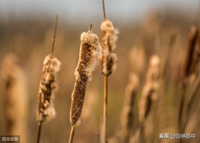 蒲棒，原本农村很常见的一种植物，为什么现在越来越少了