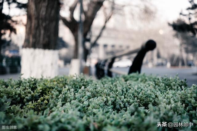 俗话说“冬至在月末，严寒正二月”，那么明年春天会有倒春寒么？