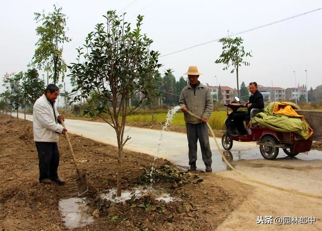 俗话说“苗木不冬灌，受冻又受旱”，苗木冬灌时都有哪些注意事项