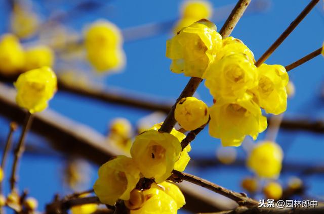 蜡梅与梅花并不是一种植物，这一点，你错了多少年？