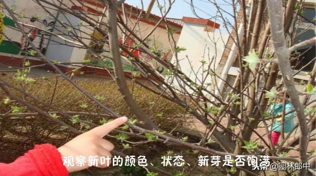 新移栽树木明明发芽了，为何又枯死？