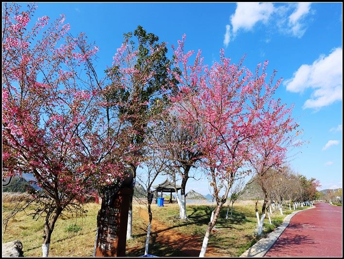 普者黑喀斯特国家湿地公园樱花姹紫嫣红