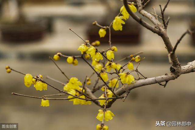 蜡梅与梅花并不是一种植物，这一点，你错了多少年？