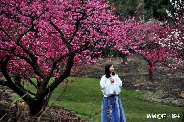 蜡梅与梅花并不是一种植物，这一点，你错了多少年？