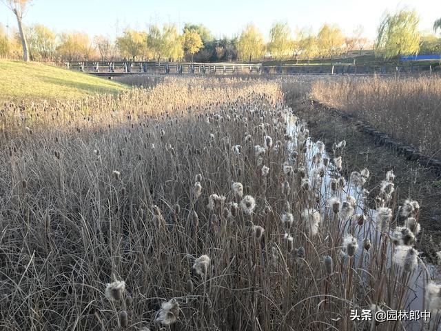 蒲棒，原本农村很常见的一种植物，为什么现在越来越少了
