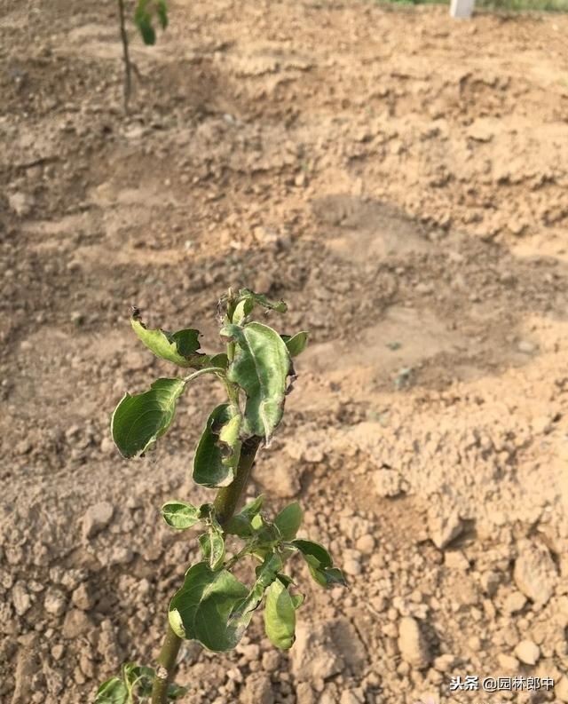 新移栽树木明明发芽了，为何又枯死？