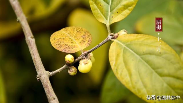 蜡梅与梅花并不是一种植物，这一点，你错了多少年？
