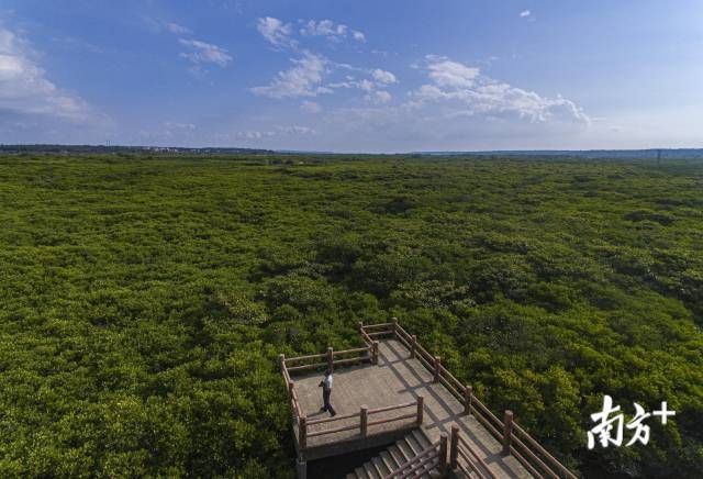 守护红树林：全球递减，湛江红树林面积为何逐年递增