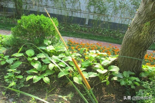 蒲棒，原本农村很常见的一种植物，为什么现在越来越少了