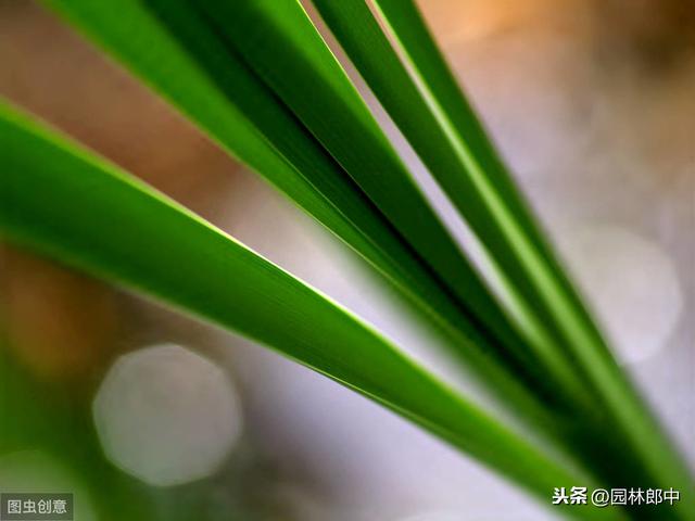 蒲棒，原本农村很常见的一种植物，为什么现在越来越少了