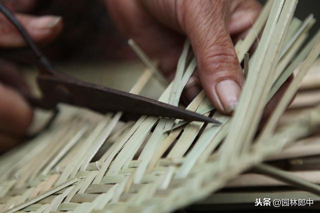 蒲棒，原本农村很常见的一种植物，为什么现在越来越少了