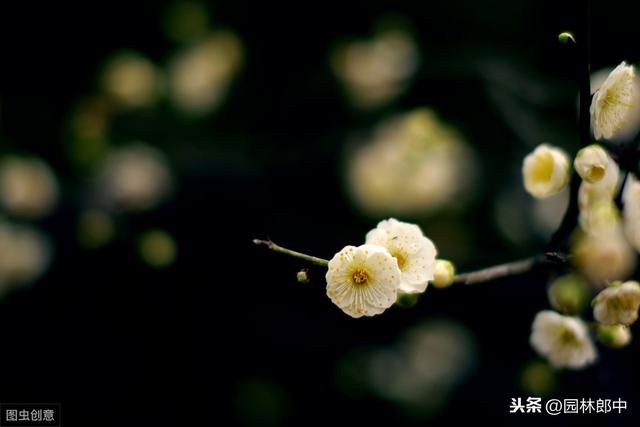 蜡梅与梅花并不是一种植物，这一点，你错了多少年？