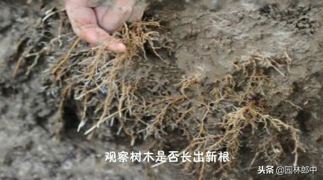 新移栽树木明明发芽了，为何又枯死？
