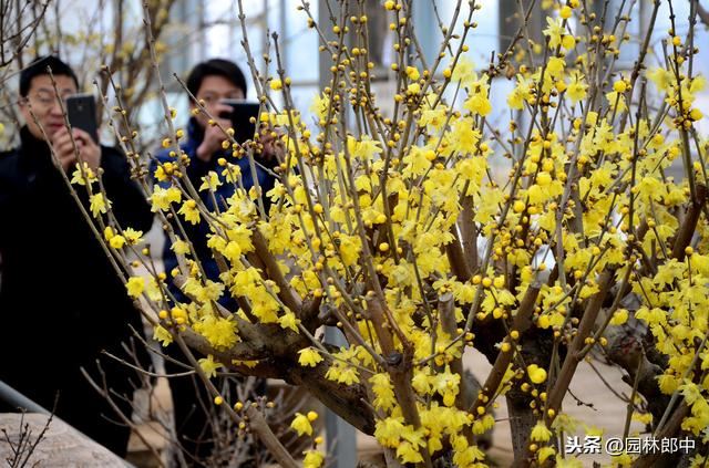 蜡梅与梅花并不是一种植物，这一点，你错了多少年？
