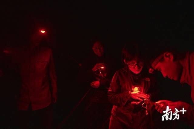 守护红树林：全球递减，湛江红树林面积为何逐年递增