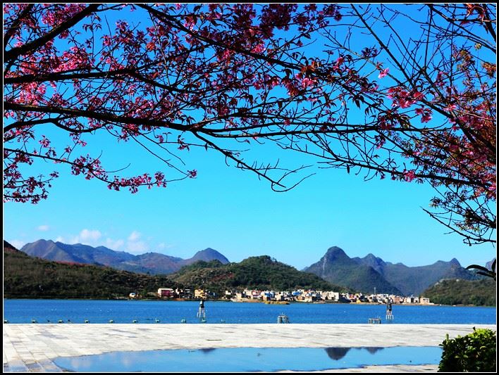 普者黑喀斯特国家湿地公园樱花姹紫嫣红