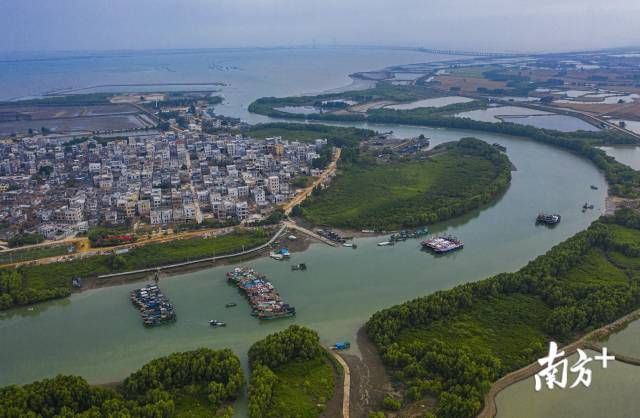 守护红树林：全球递减，湛江红树林面积为何逐年递增