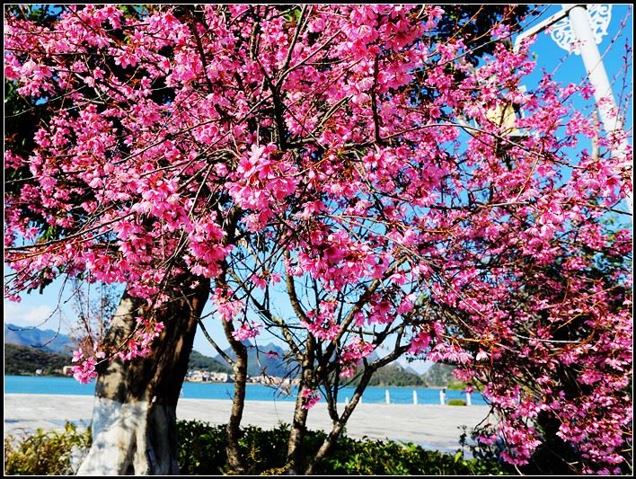 普者黑喀斯特国家湿地公园樱花姹紫嫣红