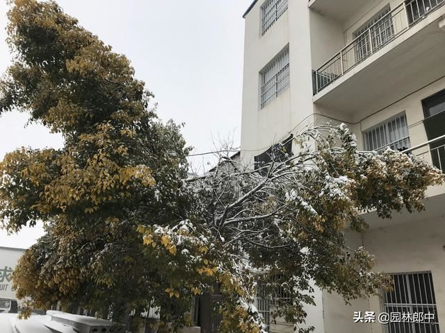 为什么北方种植香樟树容易发生冻害？冻害后又该如何进行复壮？
