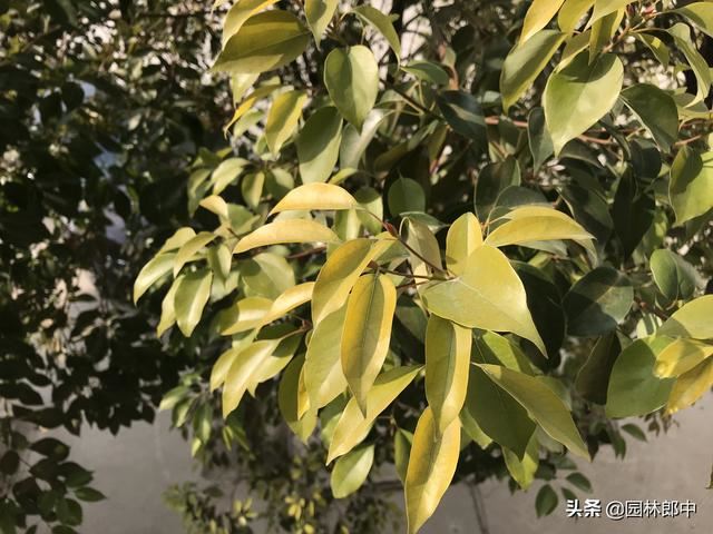 为什么北方种植香樟树容易发生冻害？冻害后又该如何进行复壮？