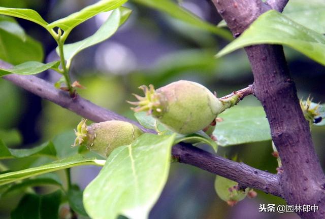 蜡梅与梅花并不是一种植物，这一点，你错了多少年？