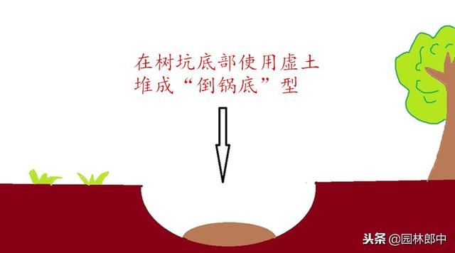 新移栽树木明明发芽了，为何又枯死？