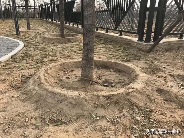 俗话说“苗木不冬灌，受冻又受旱”，苗木冬灌时都有哪些注意事项